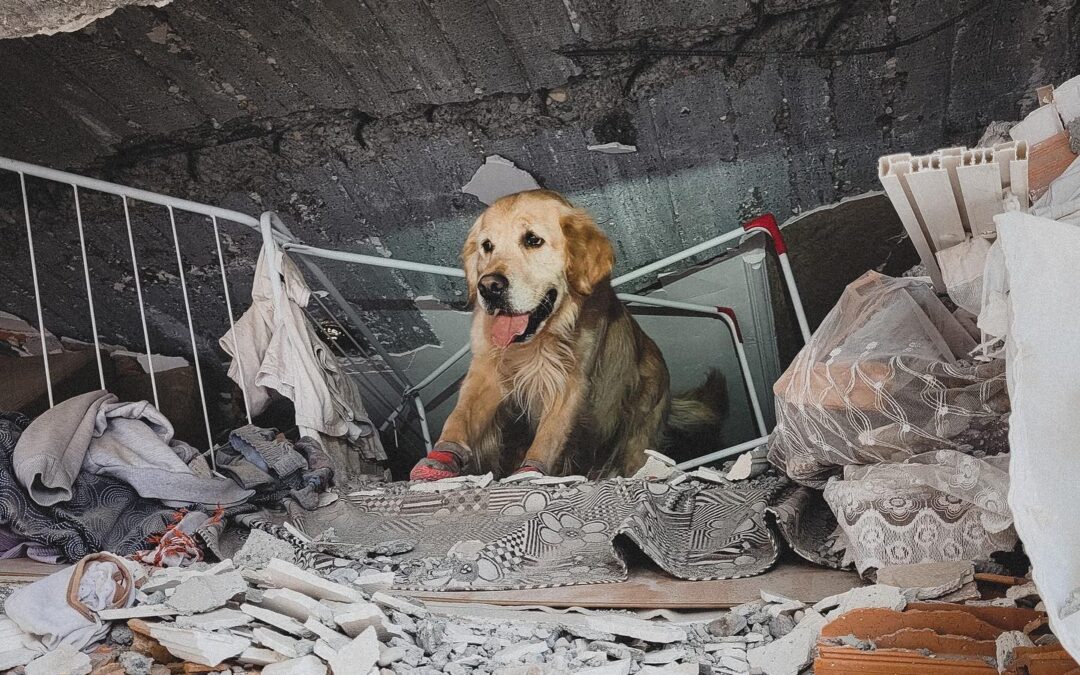 Dog who helped Polish rescuers save Turkey quake victims receiving treatment after heroic week