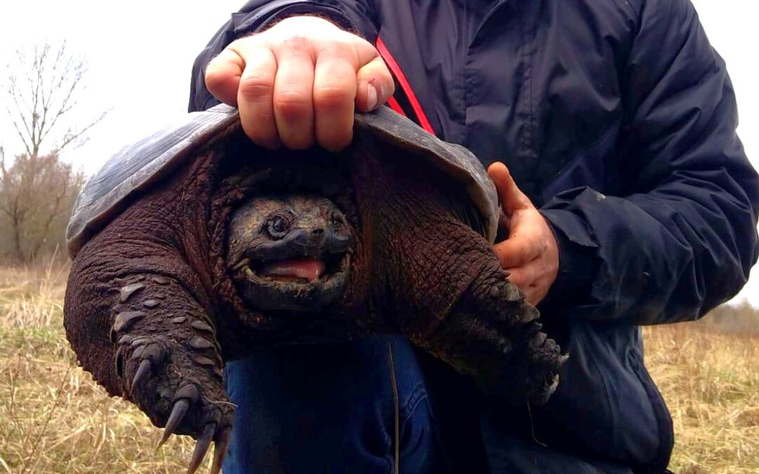 North American snapping turtle found in Polish village after living in the wild for years