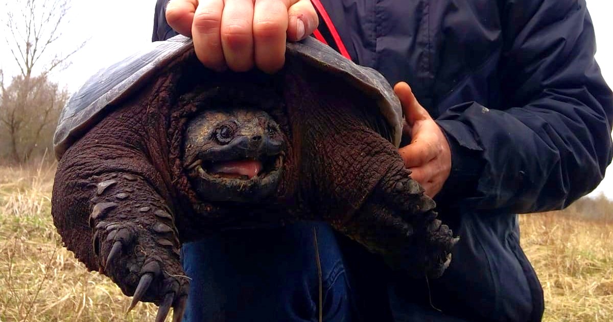Północnoamerykański żółw jaszczurowaty, który od lat żył na wolności, został odkryty w polskiej wiosce