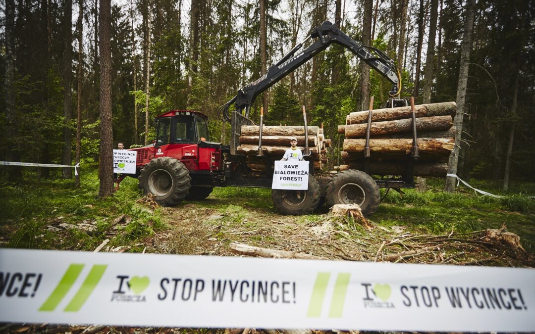 Polish law does not adequately protect forests, finds EU court