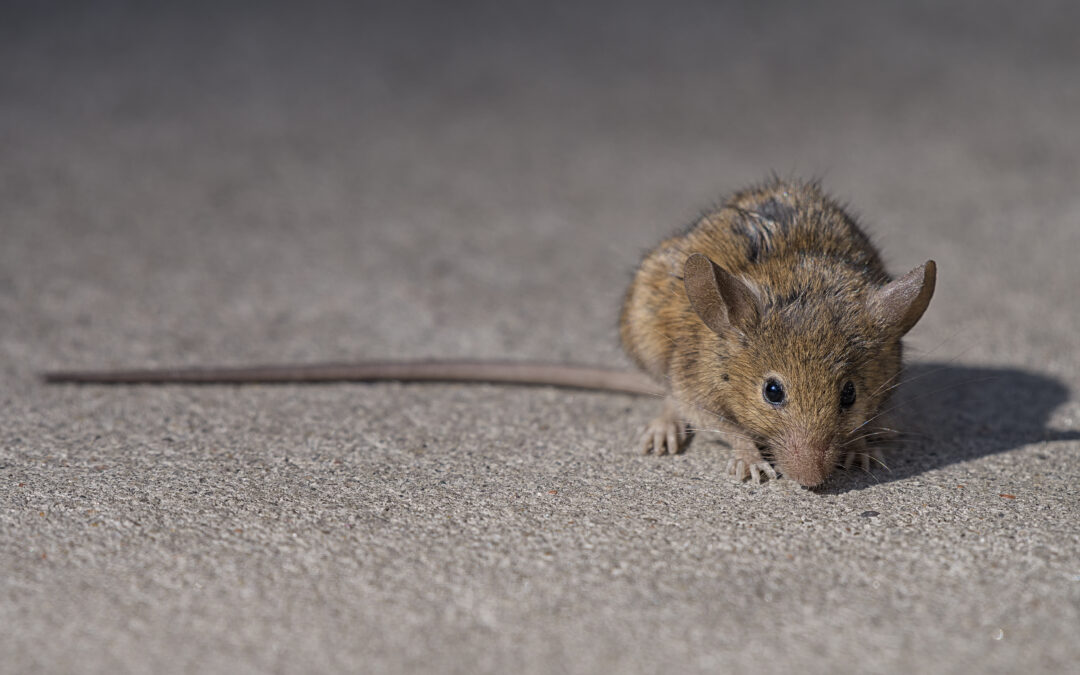 Polish city battles plague of rats
