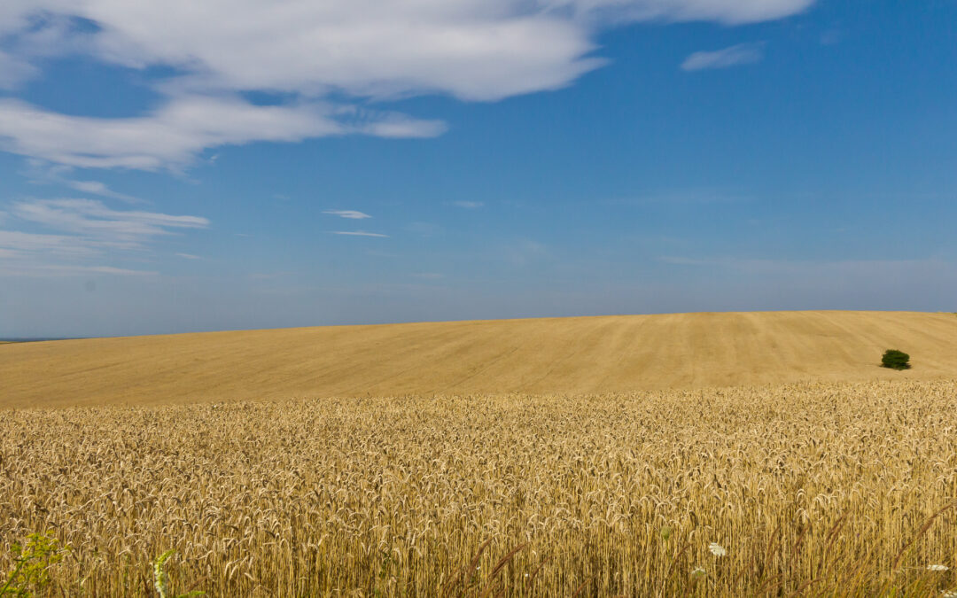 Poland seeks to limit inflow of Ukrainian grain onto EU markets following farmer protests