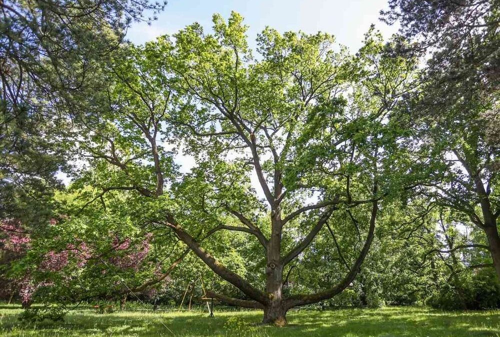 Poland wins European Tree of the Year for second year running