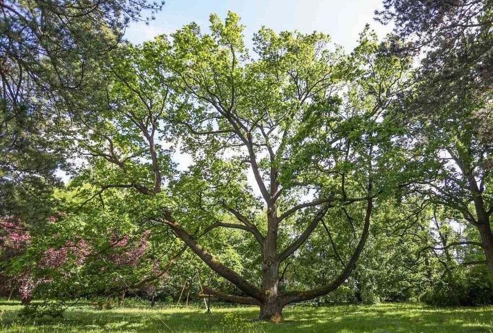 The fourth-largest arboretum in Europe located in Kórnik, in Greater Poland  - Let's Teach Europe