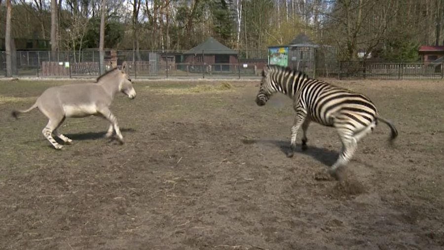 Zebra and wild ass become best friends in Polish zoo