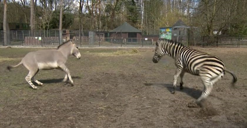 Zebra i dziki osioł zostają najlepszymi przyjaciółmi w polskim zoo