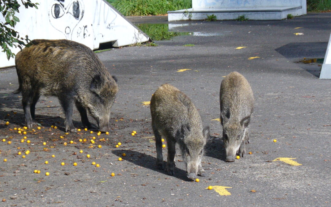 Warsaw calls on residents to stop feeding wild boars after record number of sightings