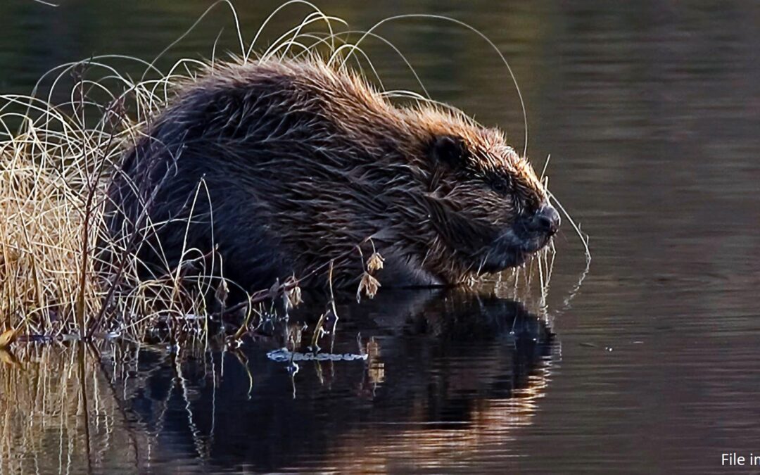 Beaver defies experts by surviving second winter in Polish mountains