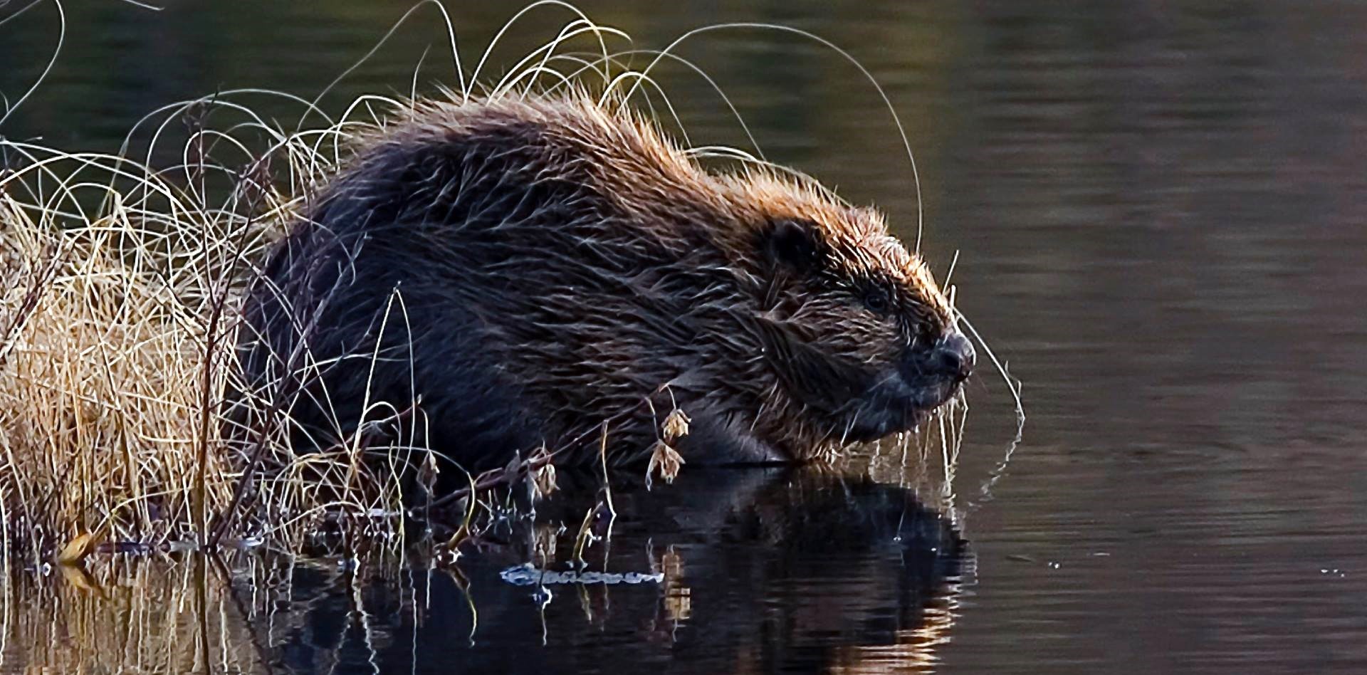 Beaver defies experts by surviving second winter in Polish mountains Notes From Poland hq nude image