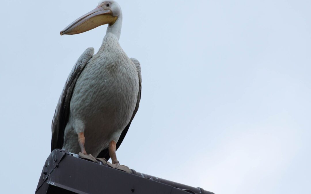 Non-native great white pelican settles in Poland