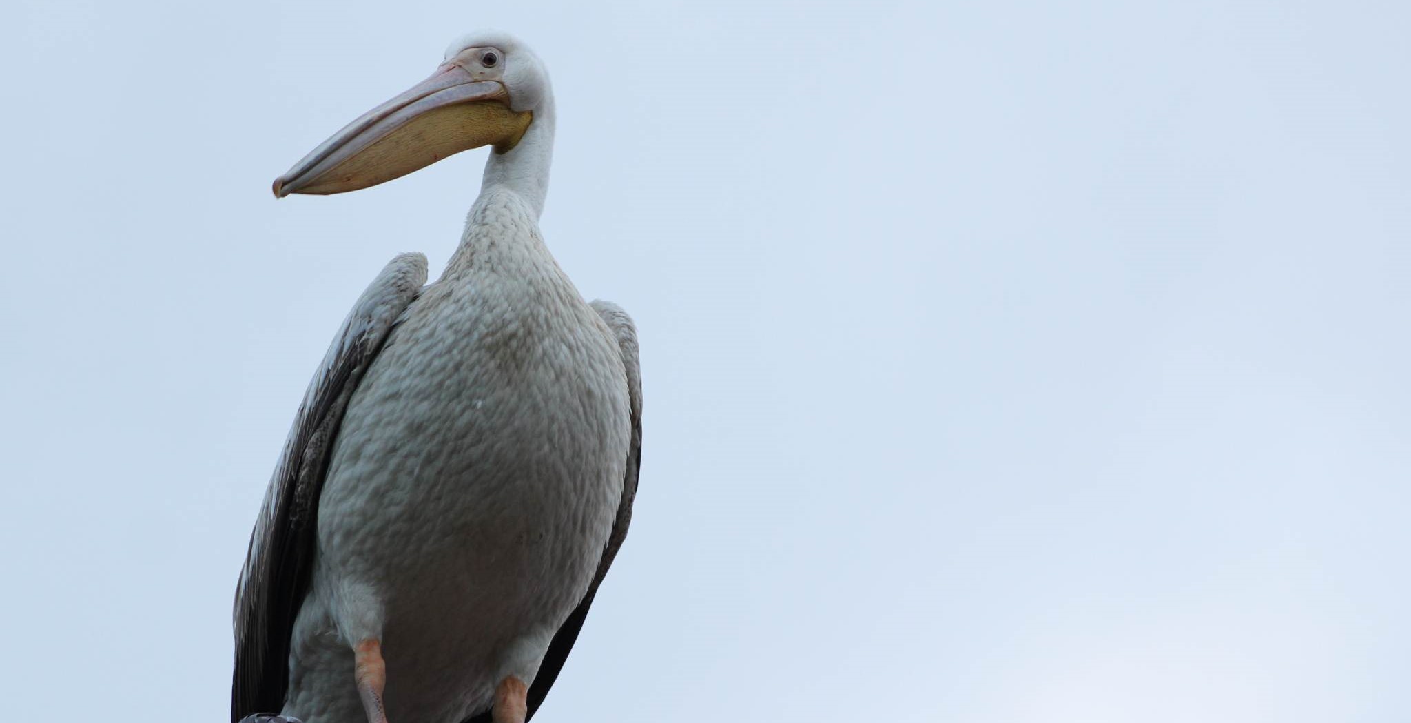 W Polsce zadomowił się nierodzimy pelikan biały