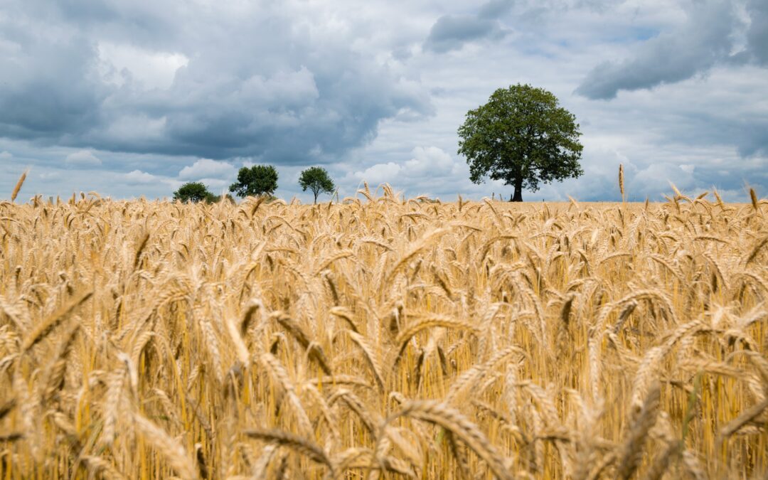 Poland orders checks on all grain importers after reports of Ukrainian industrial wheat used in food