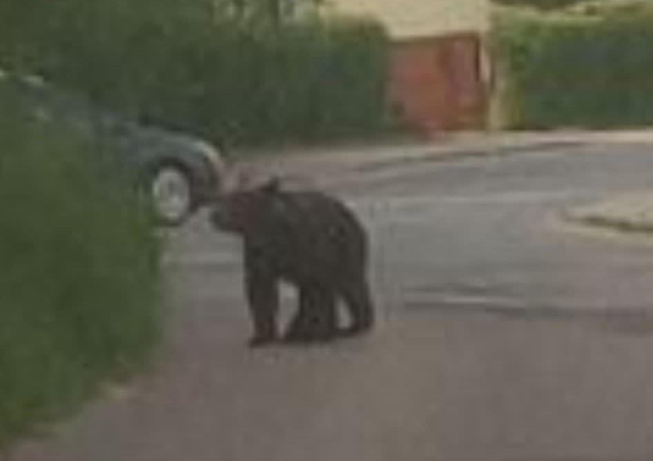 Residents of Polish city warned to stay inside amid bear sighting