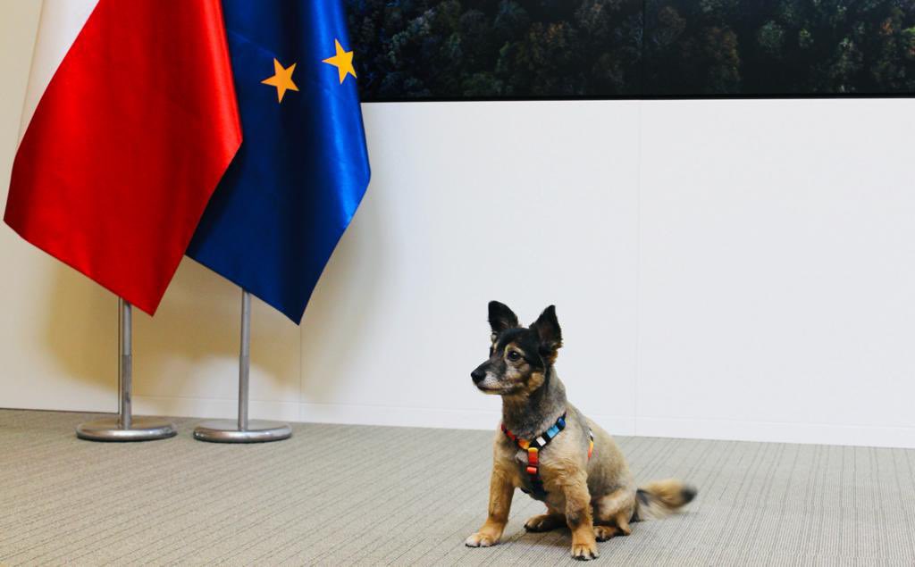 Poland’s EU office wins praise as only Polish embassy in the world to welcome pets