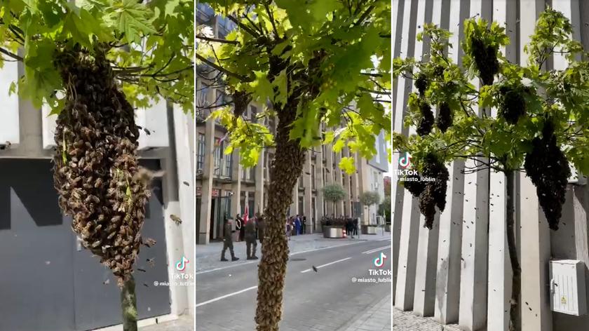 Bees returned to Poland’s largest urban apiary after occupying tree in city centre