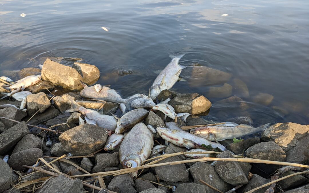 Germany wants Poland to better protect Oder after report shows over half of fish have died