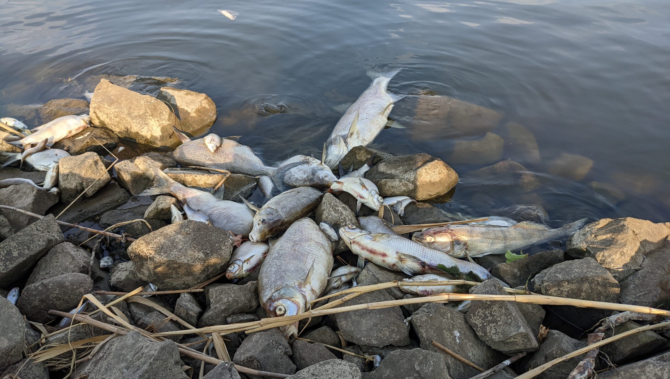 Polska chce, aby Niemcy chroniły Odrę po tym, jak raport pokazuje, że ponad połowa ryb padła