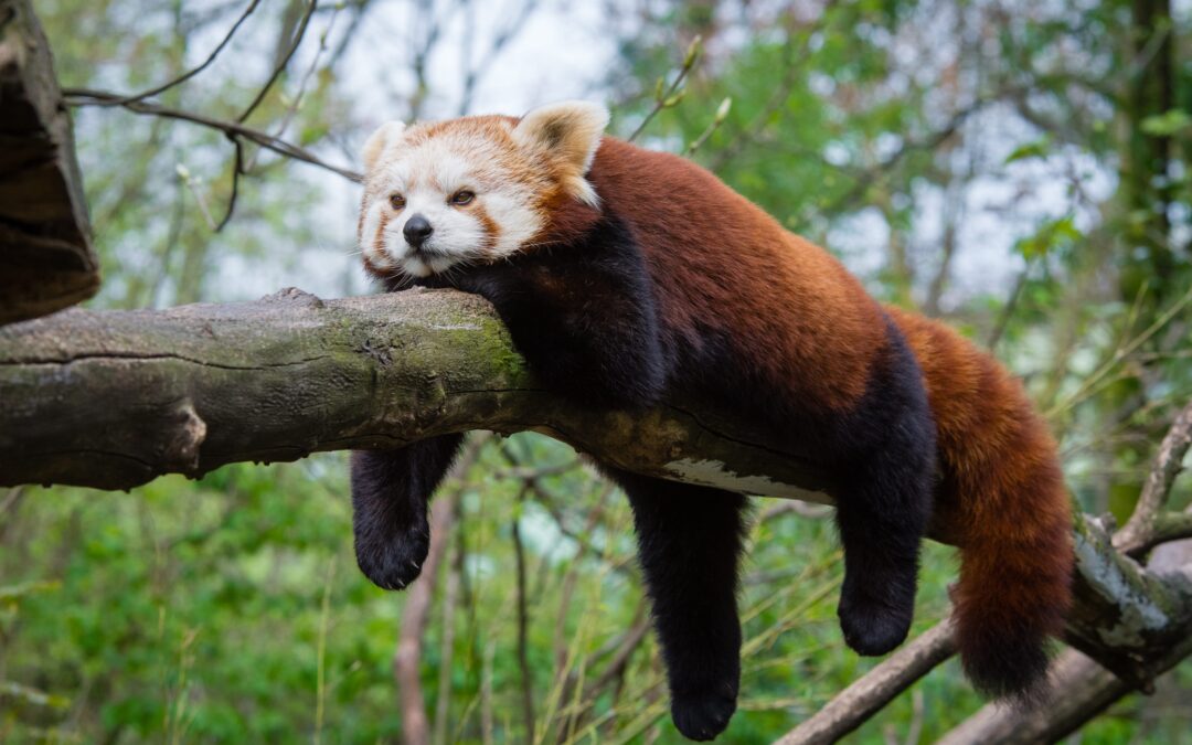 Red panda, tired of partner, escapes Polish zoo and gets stuck in tree