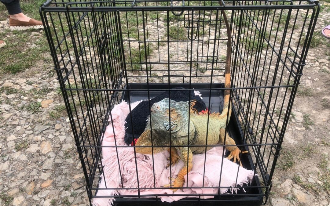Iguana detained by traffic police after “striking fear” into Polish village