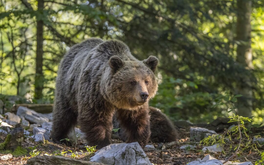 Bear-scaring police unit formed in Polish mountains