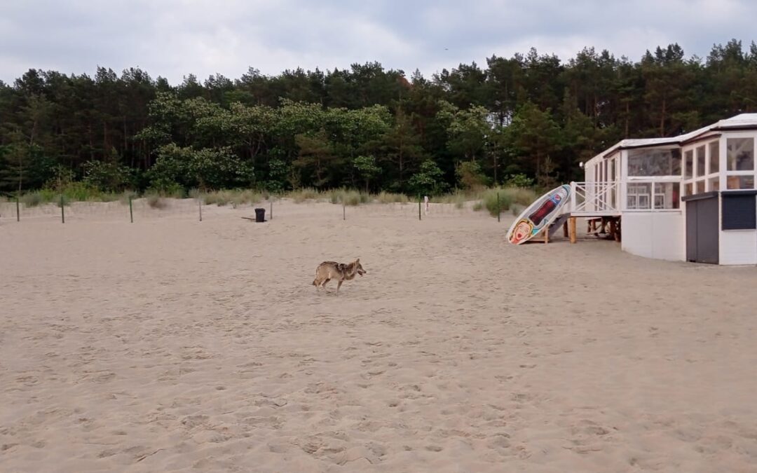 Three-legged wolf that dug tunnel out of enclosure regularly spotted running on beach in Poland