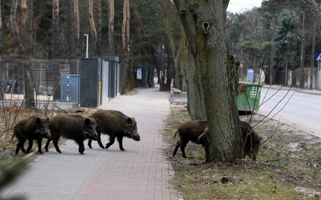 Mayor announces culling of wild boars in Warsaw “with a heavy heart”