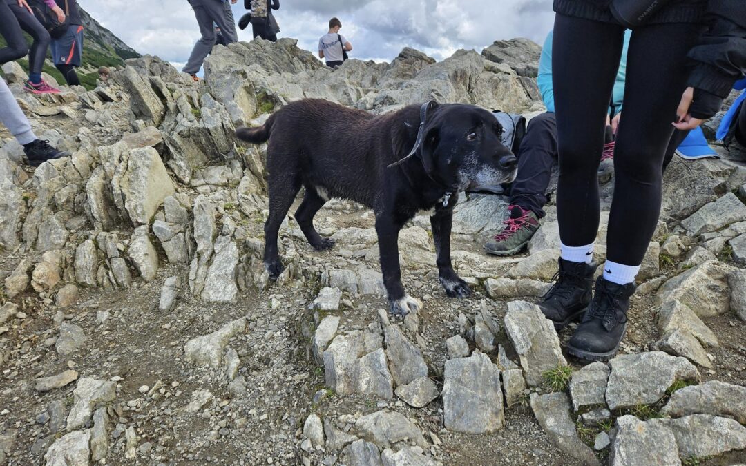 Dog escapes home, climbs mountains