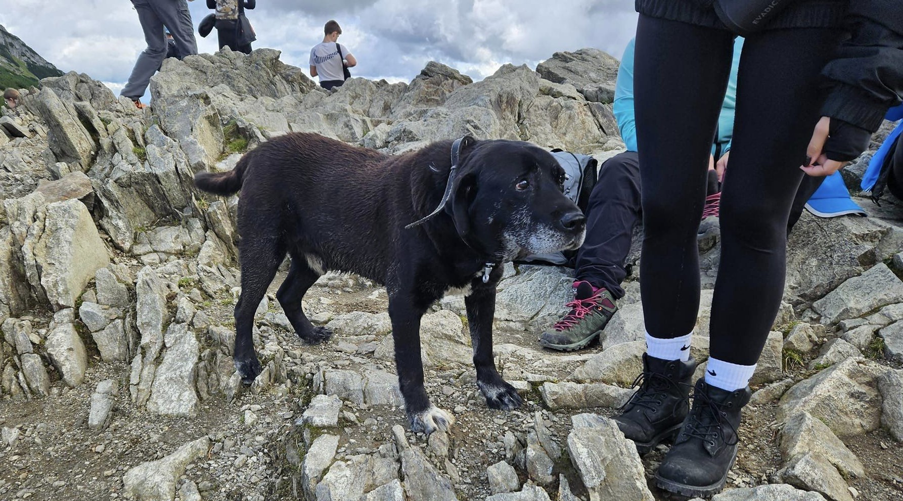 Pies ucieka z domu i wspina się po górach