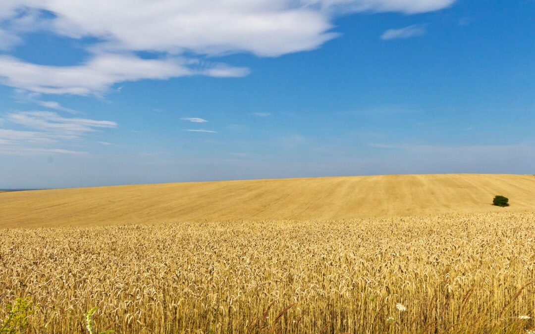 Poland will extend Ukrainian grain ban “regardless of what Brussels decides”