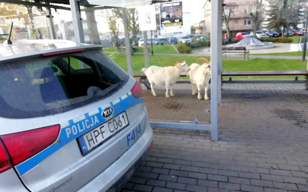 Goats escape drunk owner, visit library and church, before police apprehend them at bus stop