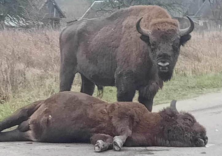Anger after one of Poland’s iconic bison killed in collision with army truck