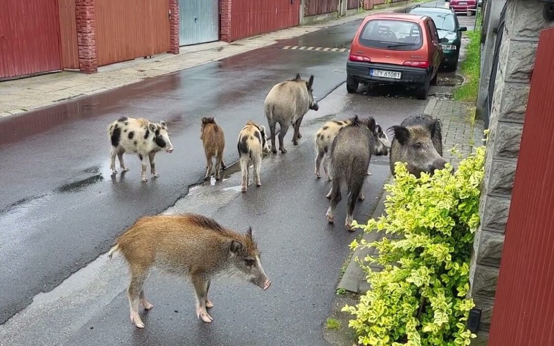 Polish city appeals to residents to stop feeding wild boars as urban population booms