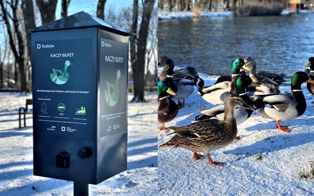 Polish city opens free bird-feed dispensers to discourage giving ducks bread