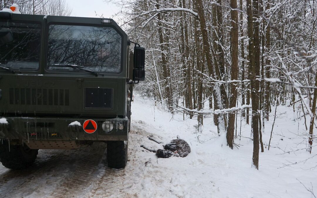 Two bison killed in collision with Polish army truck following similar incident last month