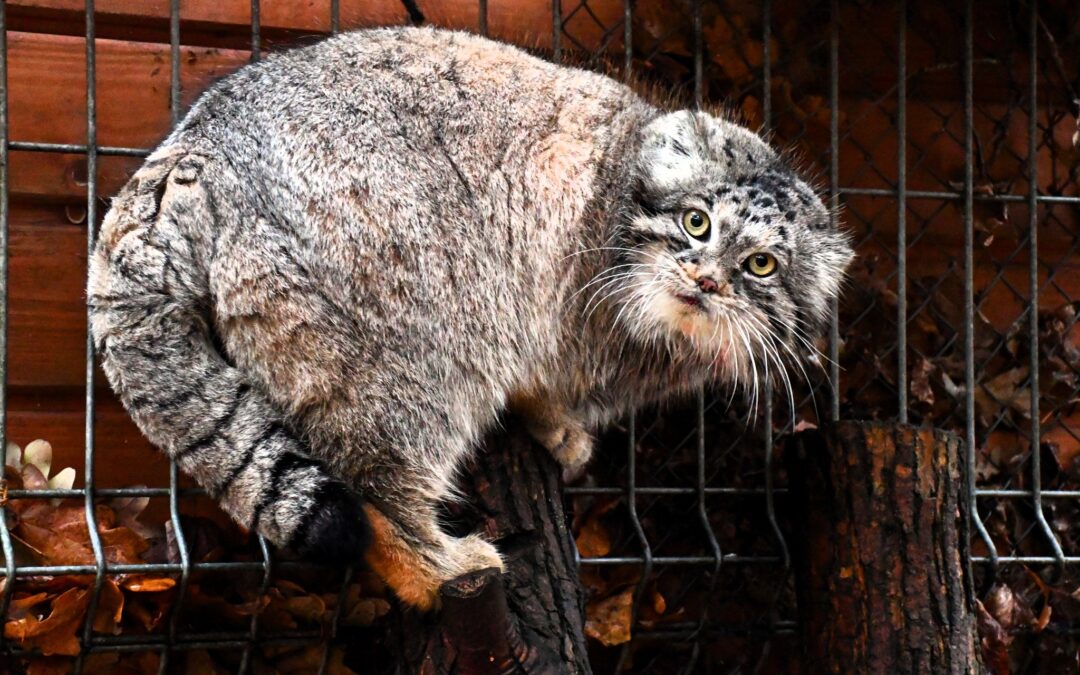 Wild cat from Polish zoo wins Manul World Cup after viral online campaign