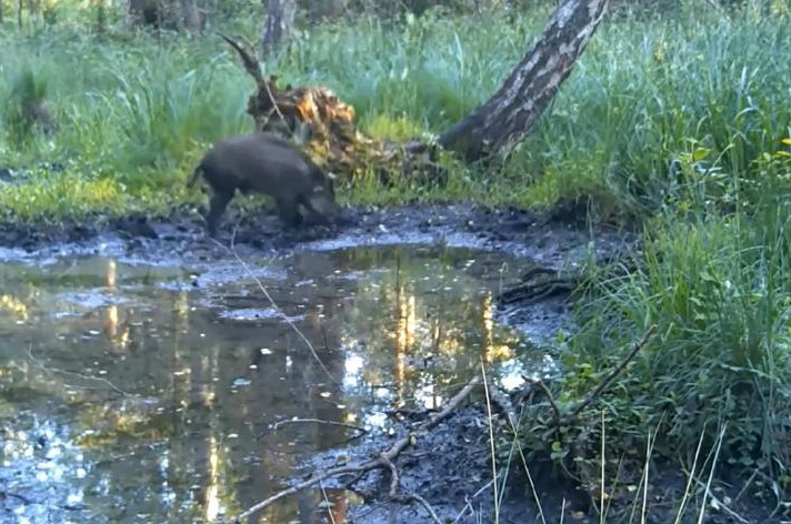 Three-legged boar thriving in Polish forest