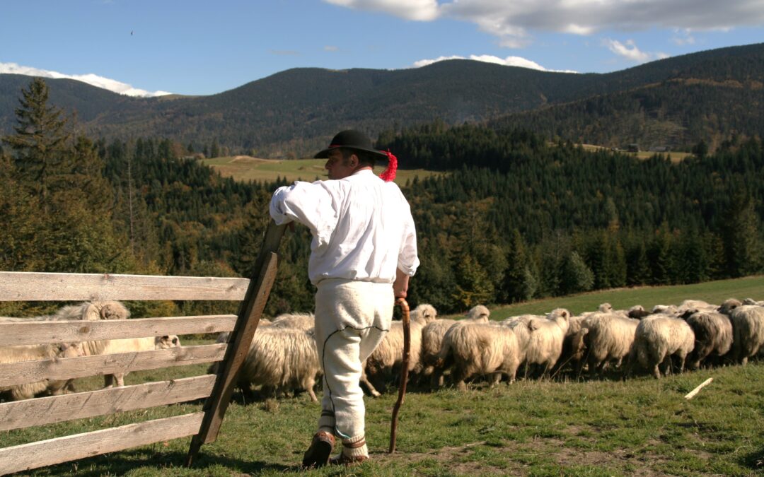 Polish region gives 2 million zloty for traditional sheep grazing