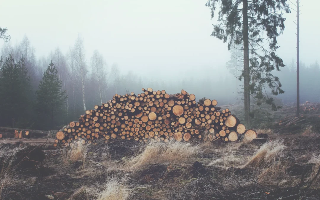 New Polish government announces halt to logging in “most valuable forests”