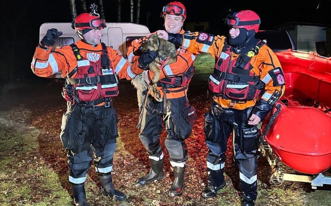 Rescuers travel 700km to save puppy stuck for days on island after river floods