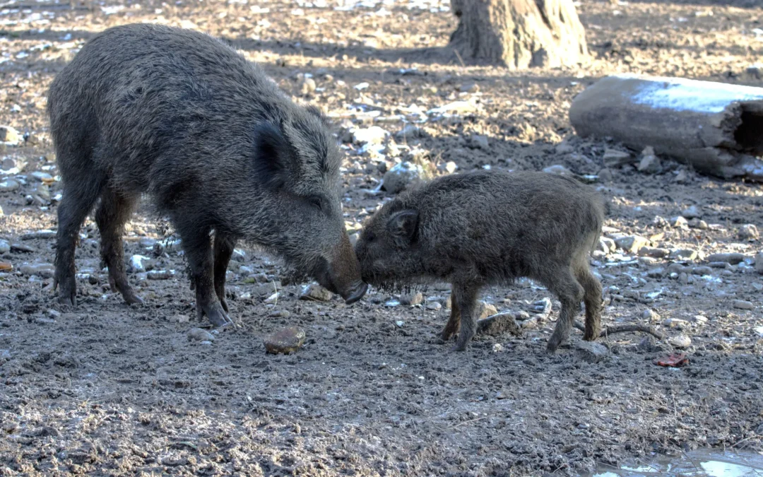 Poland to cull thousands of boars over ASF virus fears