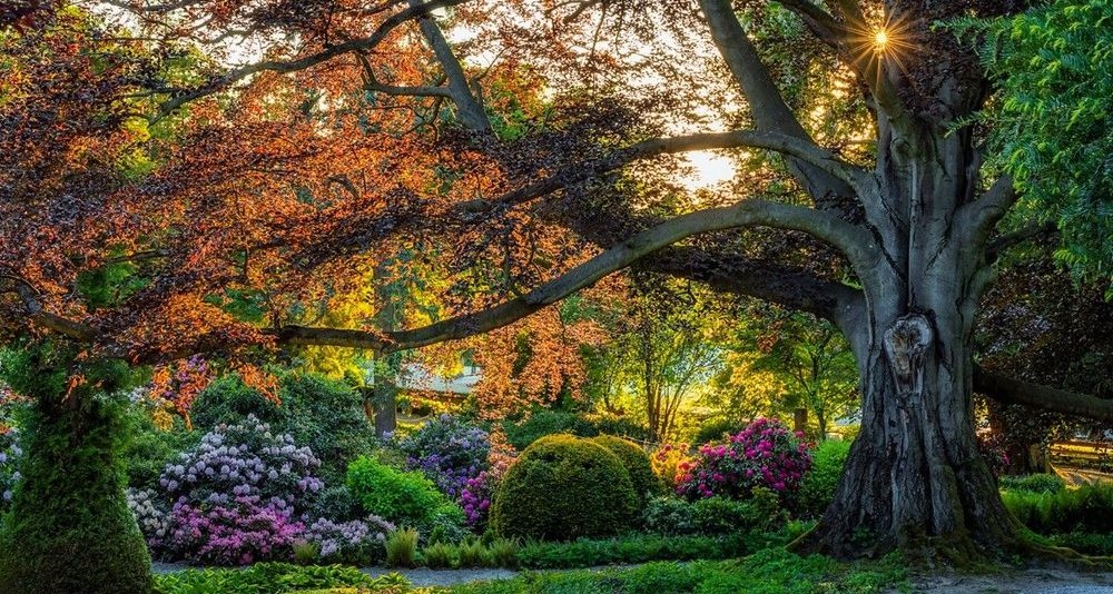 Poland wins European Tree of the Year for third time in a row | Notes ...