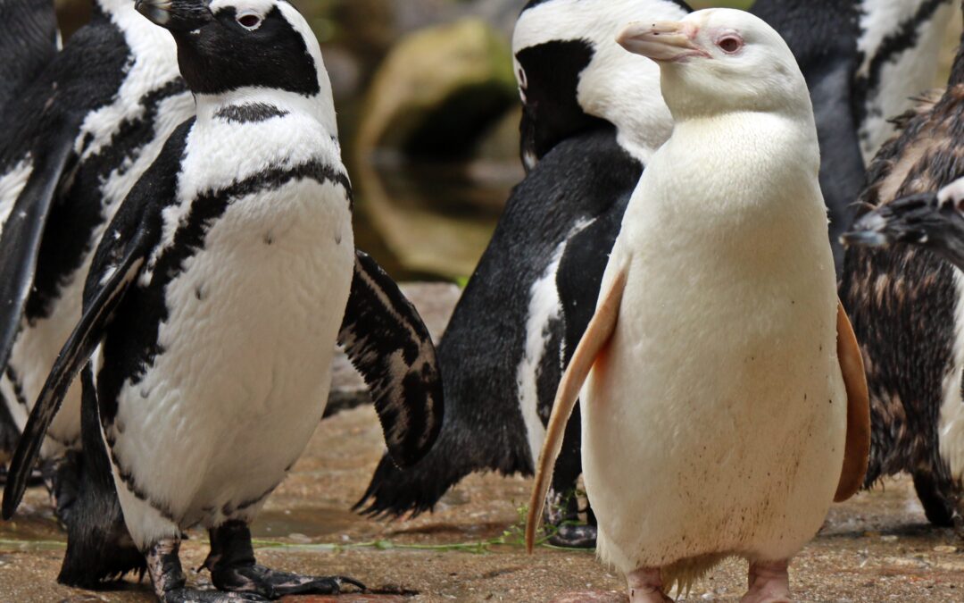 Unique albino from Polish zoo named international penguin of the year