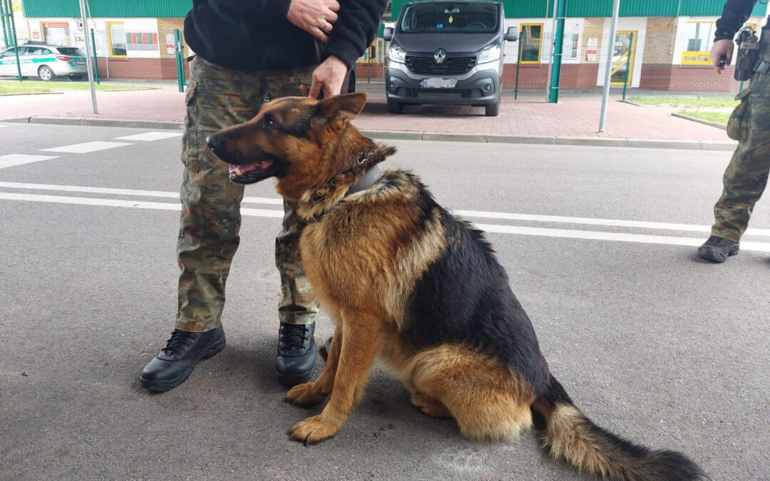 Dog flees into Poland across border from Belarus
