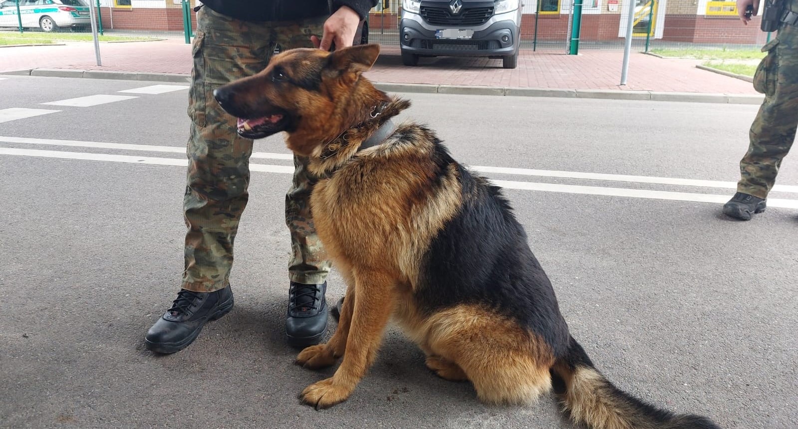 Pies ucieka z Białorusi przez granicę do Polski