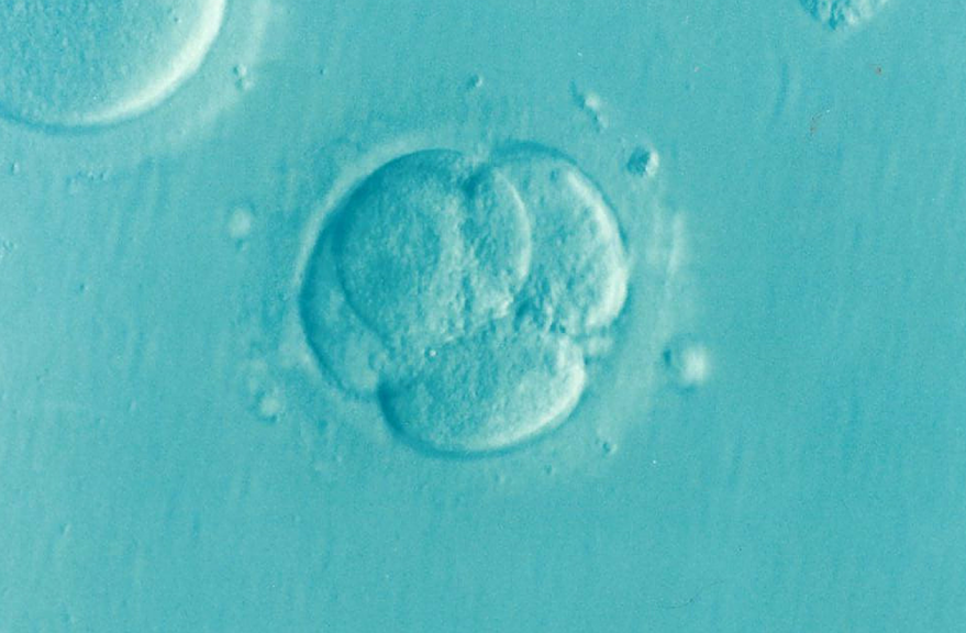 Woman can use frozen IVF embryo despite ex-husband’s objection, rules Polish court