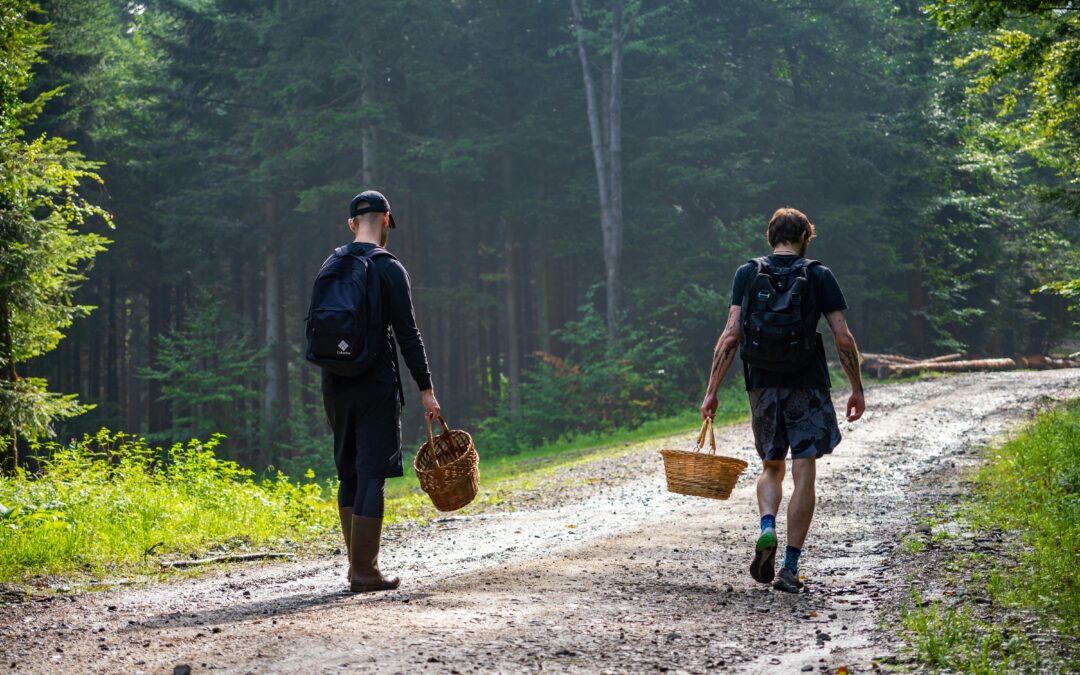 Polish health authorities warn against mushroom-picking in flood-hit areas