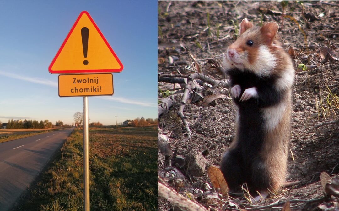 Road signs in Poland warn drivers to slow down for hamsters following series of deaths