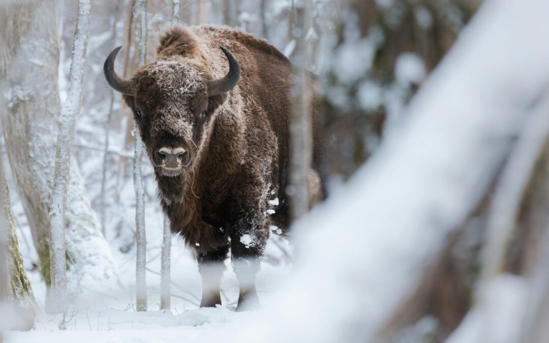 Polish army avoiding bison collisions with help of new app