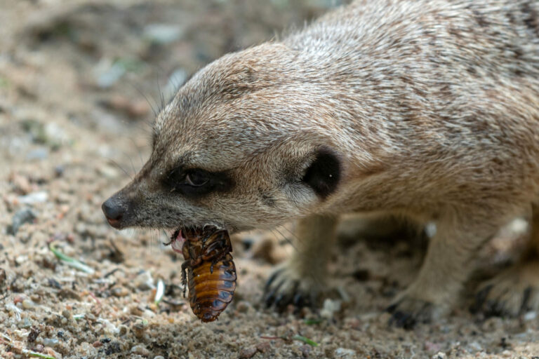 Polish zoo offers Valentine’s deal to name cockroach after ex then feed it to meerkat