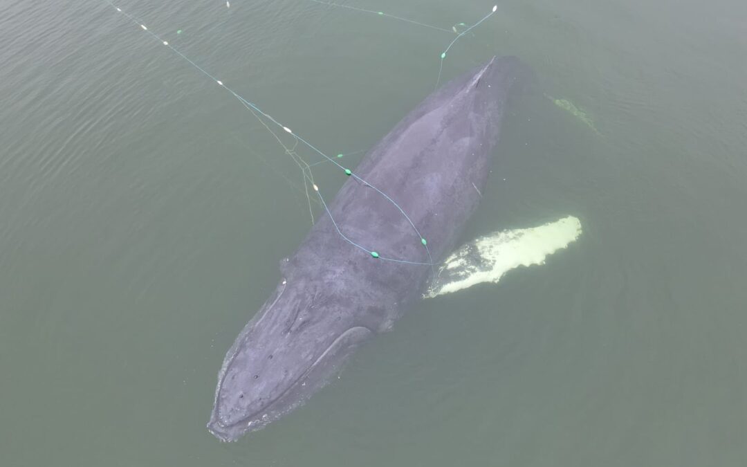 Humpback whale freed from fishing nets on Poland’s Baltic coast